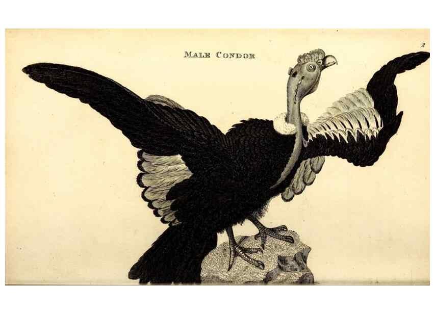 Reproducción/Reproduction 49829521188: General zoology, or Systematic natural history. London,Printed for G. Kearsley,1800-1826.. 