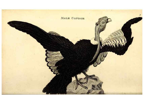 Reproducción/Reproduction 49829521188: General zoology, or Systematic natural history. London,Printed for G. Kearsley,1800-1826.. 