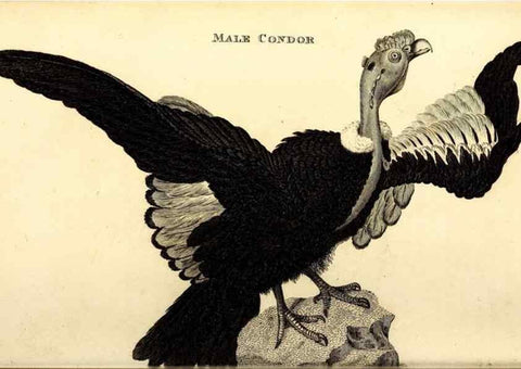 Reproducción/Reproduction 49829521188: General zoology, or Systematic natural history. London,Printed for G. Kearsley,1800-1826.. 