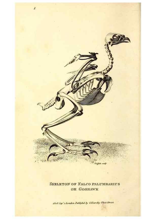 Reproducción/Reproduction 49830359527: General zoology, or Systematic natural history. London,Printed for G. Kearsley,1800-1826.. 