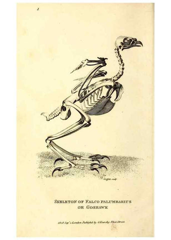 Reproducción/Reproduction 49830359527: General zoology, or Systematic natural history. London,Printed for G. Kearsley,1800-1826.. 