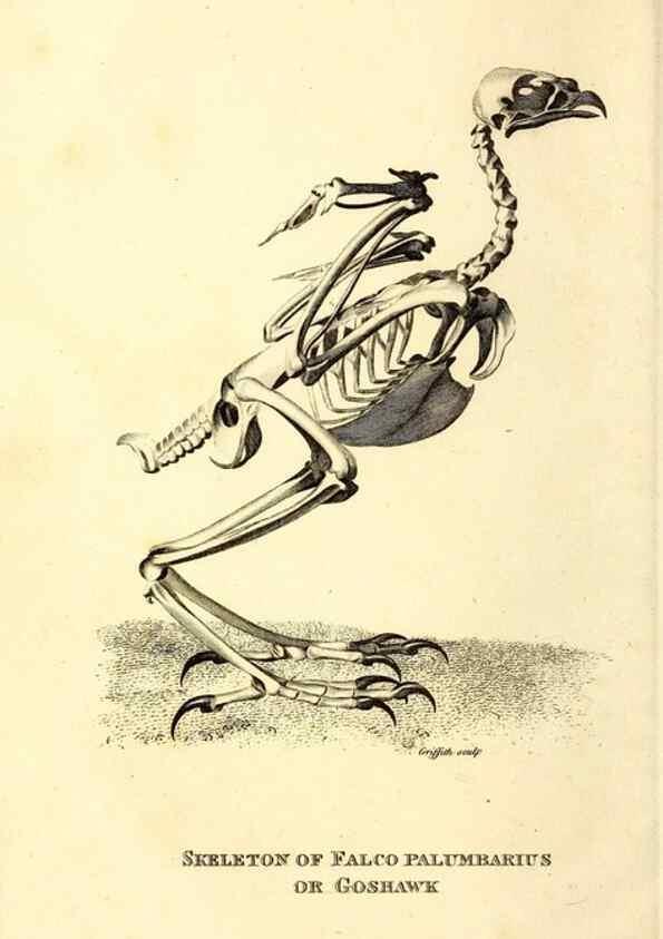 Reproducción/Reproduction 49830359527: General zoology, or Systematic natural history. London,Printed for G. Kearsley,1800-1826.. 