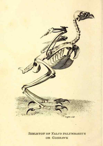 Reproducción/Reproduction 49830359527: General zoology, or Systematic natural history. London,Printed for G. Kearsley,1800-1826.. 
