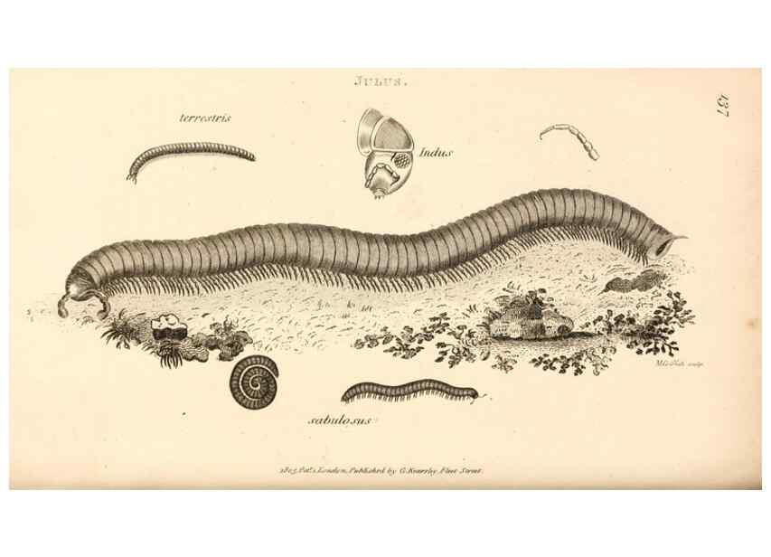 Reproducción/Reproduction 49829347098: General zoology, or Systematic natural history. London,Printed for G. Kearsley,1800-1826.. 