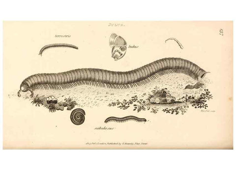 Reproducción/Reproduction 49829347098: General zoology, or Systematic natural history. London,Printed for G. Kearsley,1800-1826.. 