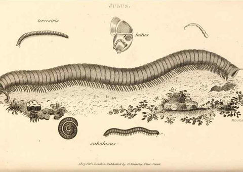 Reproducción/Reproduction 49829347098: General zoology, or Systematic natural history. London,Printed for G. Kearsley,1800-1826.. 