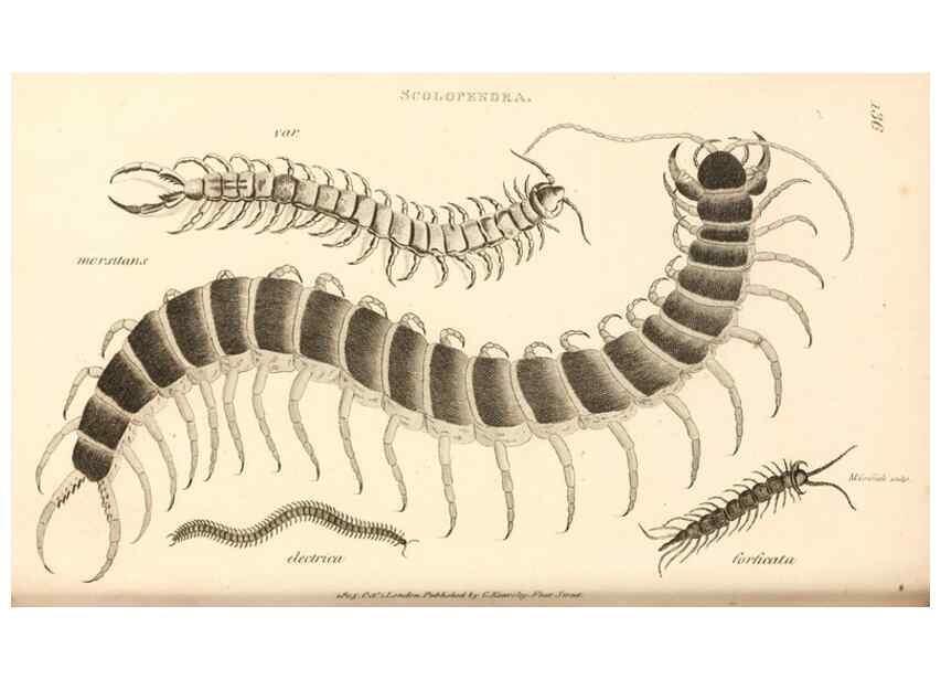 Reproducción/Reproduction 49829875976: General zoology, or Systematic natural history. London,Printed for G. Kearsley,1800-1826.. 