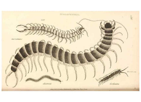 Reproducción/Reproduction 49829875976: General zoology, or Systematic natural history. London,Printed for G. Kearsley,1800-1826.. 