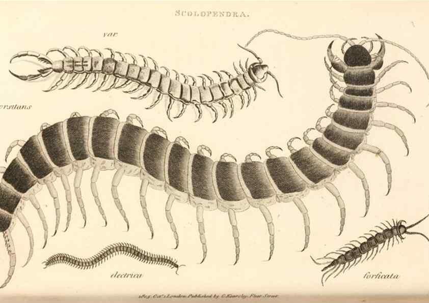 Reproducción/Reproduction 49829875976: General zoology, or Systematic natural history. London,Printed for G. Kearsley,1800-1826.. 