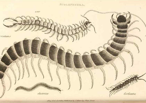 Reproducción/Reproduction 49829875976: General zoology, or Systematic natural history. London,Printed for G. Kearsley,1800-1826.. 