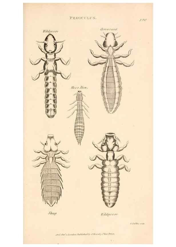 Reproducción/Reproduction 49830179082: General zoology, or Systematic natural history. London,Printed for G. Kearsley,1800-1826.. 