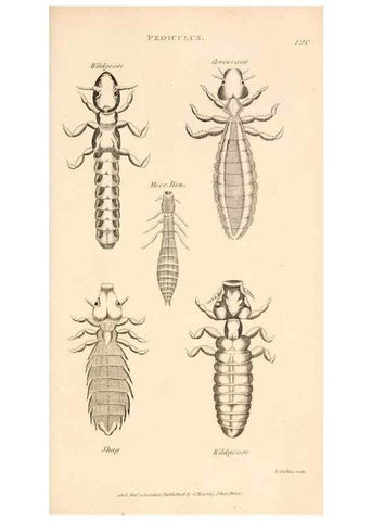 Reproducción/Reproduction 49830179082: General zoology, or Systematic natural history. London,Printed for G. Kearsley,1800-1826.. 