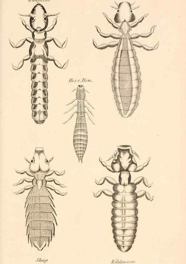Reproducción/Reproduction 49830179082: General zoology, or Systematic natural history. London,Printed for G. Kearsley,1800-1826.. 