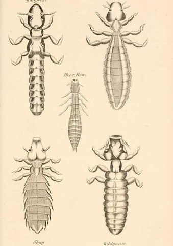 Reproducción/Reproduction 49830179082: General zoology, or Systematic natural history. London,Printed for G. Kearsley,1800-1826.. 