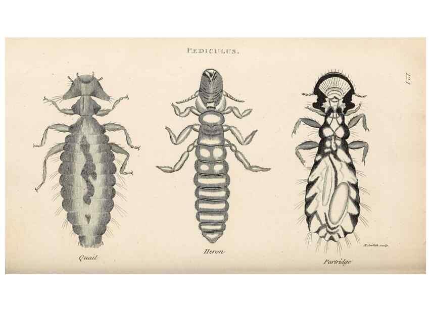 Reproducción/Reproduction 49830179477: General zoology, or Systematic natural history. London,Printed for G. Kearsley,1800-1826.. 