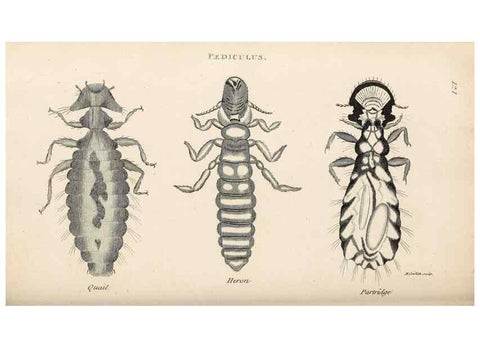 Reproducción/Reproduction 49830179477: General zoology, or Systematic natural history. London,Printed for G. Kearsley,1800-1826.. 
