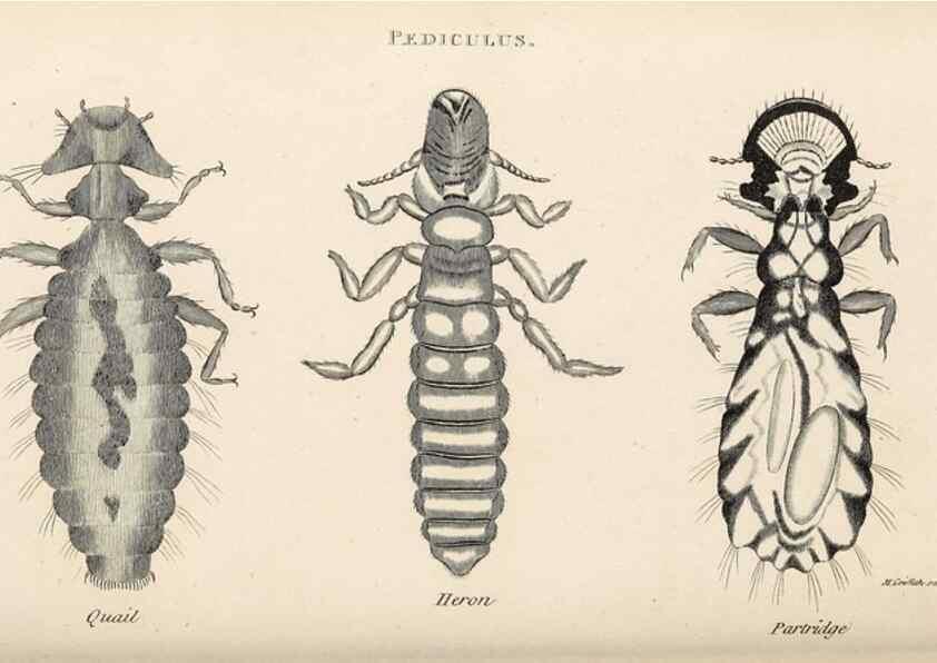 Reproducción/Reproduction 49830179477: General zoology, or Systematic natural history. London,Printed for G. Kearsley,1800-1826.. 