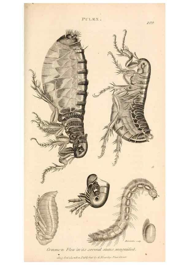 Reproducción/Reproduction 49829870806: General zoology, or Systematic natural history. London,Printed for G. Kearsley,1800-1826.. 