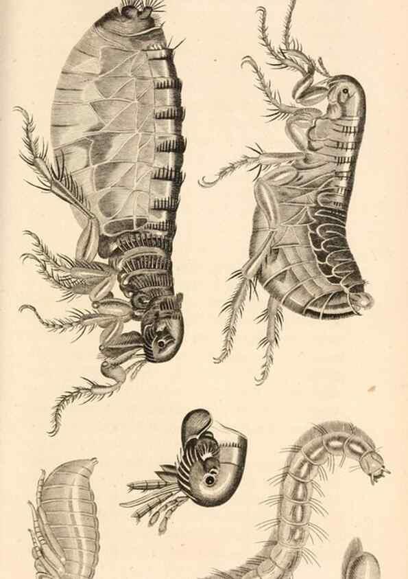 Reproducción/Reproduction 49829870806: General zoology, or Systematic natural history. London,Printed for G. Kearsley,1800-1826.. 