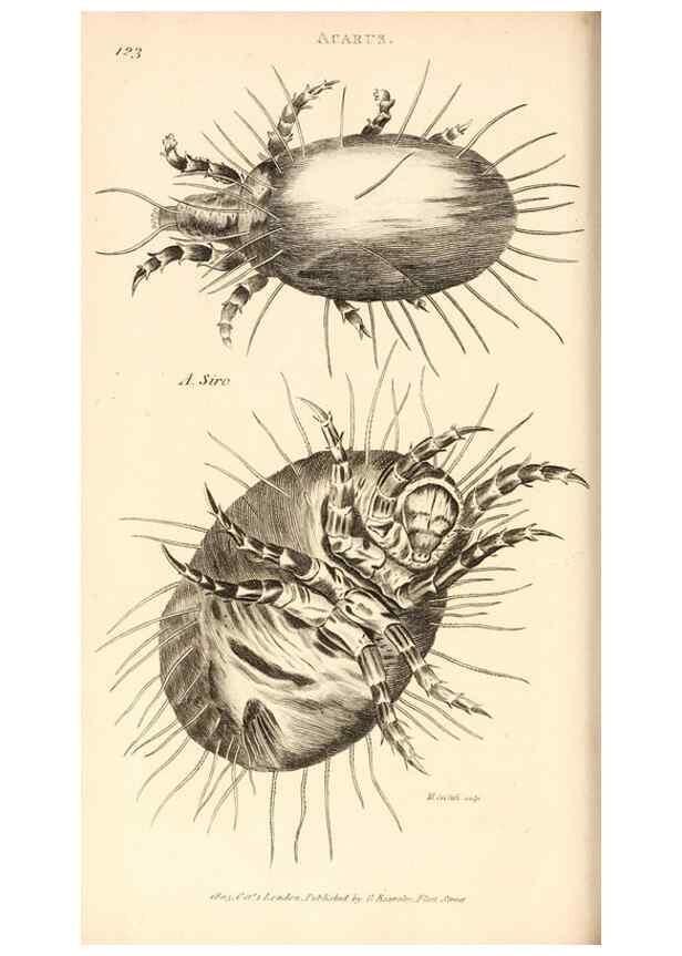 Reproducción/Reproduction 49829871196: General zoology, or Systematic natural history. London,Printed for G. Kearsley,1800-1826.. 