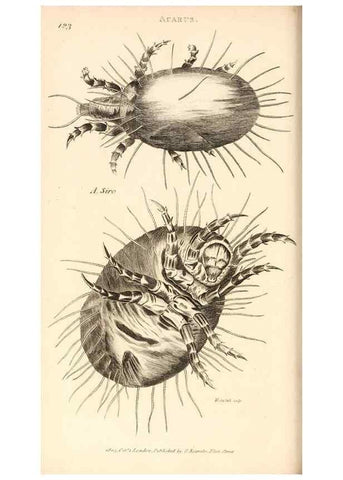 Reproducción/Reproduction 49829871196: General zoology, or Systematic natural history. London,Printed for G. Kearsley,1800-1826.. 