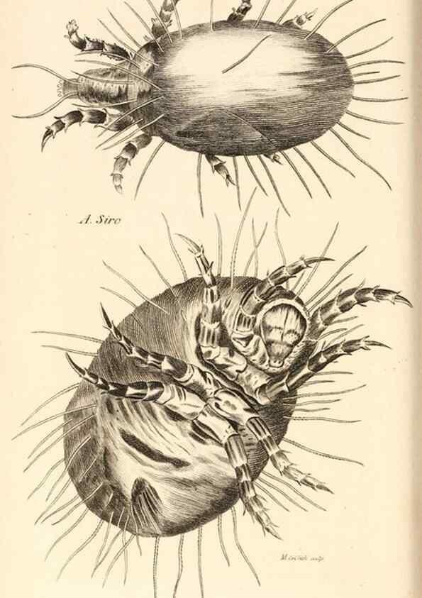 Reproducción/Reproduction 49829871196: General zoology, or Systematic natural history. London,Printed for G. Kearsley,1800-1826.. 