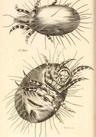 Reproducción/Reproduction 49829871196: General zoology, or Systematic natural history. London,Printed for G. Kearsley,1800-1826.. 