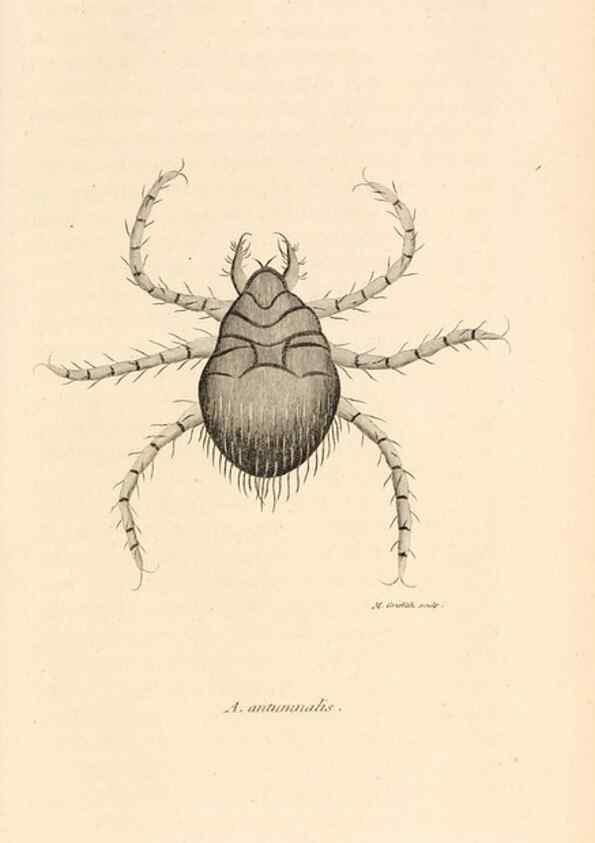 Reproducción/Reproduction 49829341973: General zoology, or Systematic natural history. London,Printed for G. Kearsley,1800-1826.. 