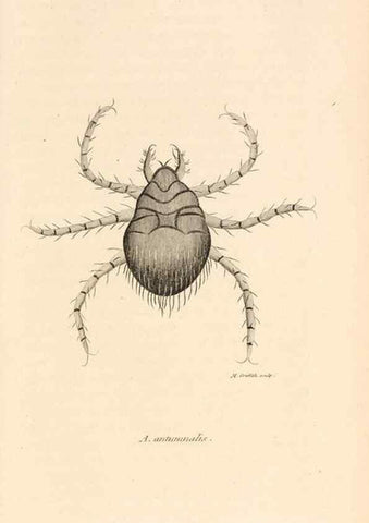 Reproducción/Reproduction 49829341973: General zoology, or Systematic natural history. London,Printed for G. Kearsley,1800-1826.. 