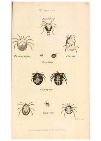 Reproducción/Reproduction 49829871786: General zoology, or Systematic natural history. London,Printed for G. Kearsley,1800-1826.. 