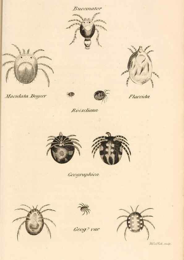 Reproducción/Reproduction 49829871786: General zoology, or Systematic natural history. London,Printed for G. Kearsley,1800-1826.. 