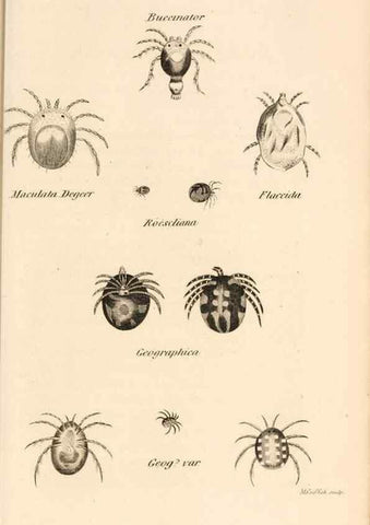 Reproducción/Reproduction 49829871786: General zoology, or Systematic natural history. London,Printed for G. Kearsley,1800-1826.. 