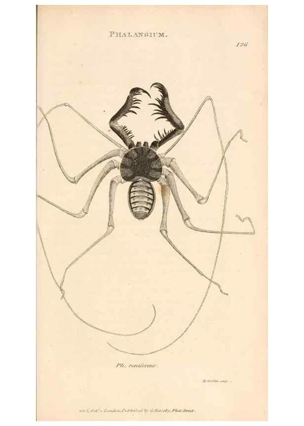 Reproducción/Reproduction 49830181412: General zoology, or Systematic natural history. London,Printed for G. Kearsley,1800-1826.. 