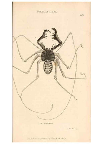 Reproducción/Reproduction 49830181412: General zoology, or Systematic natural history. London,Printed for G. Kearsley,1800-1826.. 