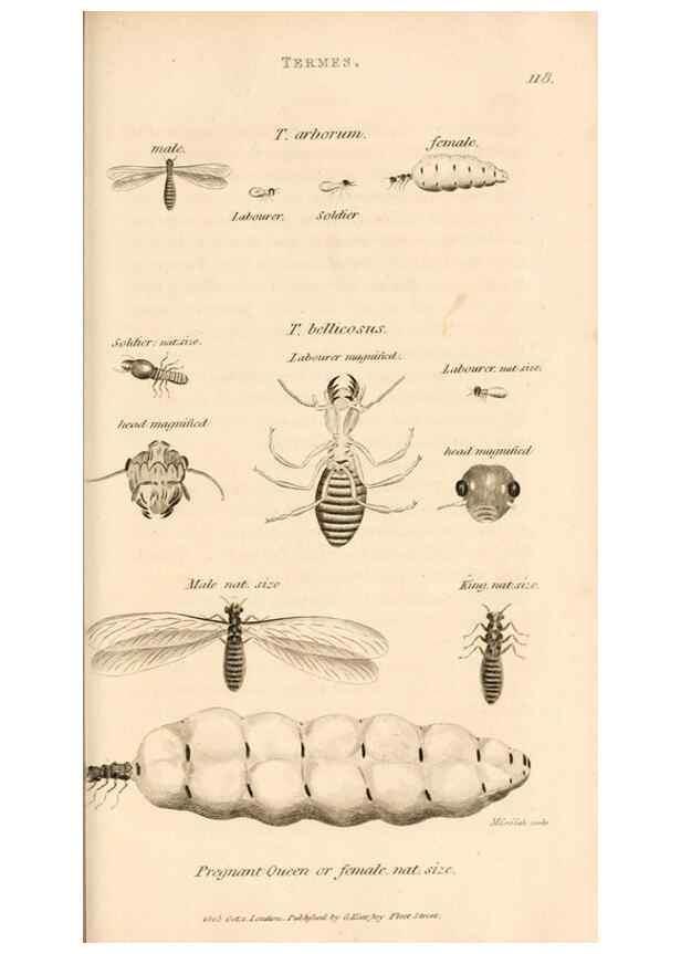 Reproducción/Reproduction 49829339973: General zoology, or Systematic natural history. London,Printed for G. Kearsley,1800-1826.. 
