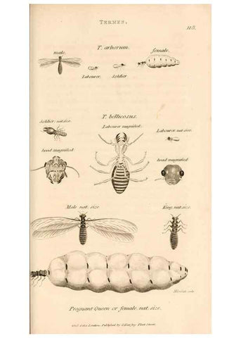 Reproducción/Reproduction 49829339973: General zoology, or Systematic natural history. London,Printed for G. Kearsley,1800-1826.. 