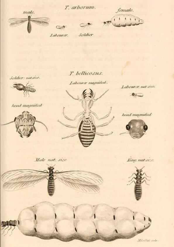 Reproducción/Reproduction 49829339973: General zoology, or Systematic natural history. London,Printed for G. Kearsley,1800-1826.. 