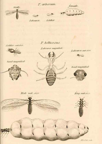 Reproducción/Reproduction 49829339973: General zoology, or Systematic natural history. London,Printed for G. Kearsley,1800-1826.. 