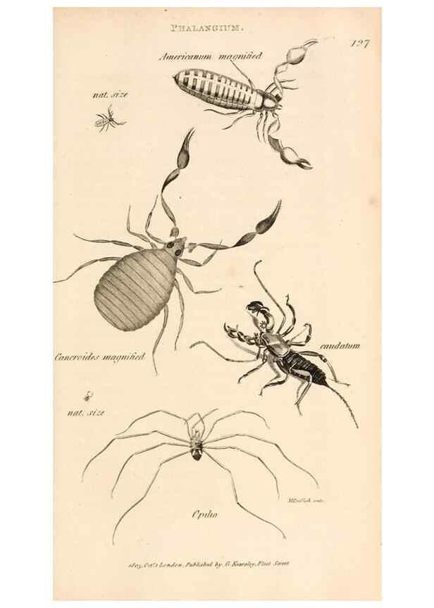 Reproducción/Reproduction 49829343168: General zoology, or Systematic natural history. London,Printed for G. Kearsley,1800-1826.. 