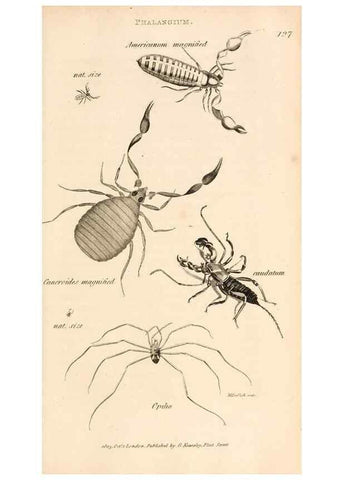Reproducción/Reproduction 49829343168: General zoology, or Systematic natural history. London,Printed for G. Kearsley,1800-1826.. 