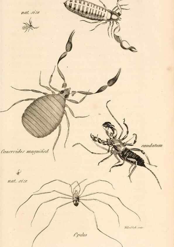Reproducción/Reproduction 49829343168: General zoology, or Systematic natural history. London,Printed for G. Kearsley,1800-1826.. 