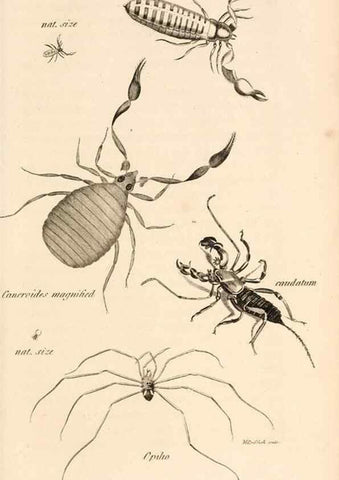 Reproducción/Reproduction 49829343168: General zoology, or Systematic natural history. London,Printed for G. Kearsley,1800-1826.. 