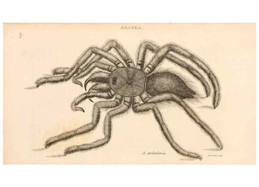 Reproducción/Reproduction 49830182532: General zoology, or Systematic natural history. London,Printed for G. Kearsley,1800-1826.. 