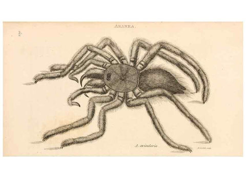 Reproducción/Reproduction 49830182532: General zoology, or Systematic natural history. London,Printed for G. Kearsley,1800-1826.. 