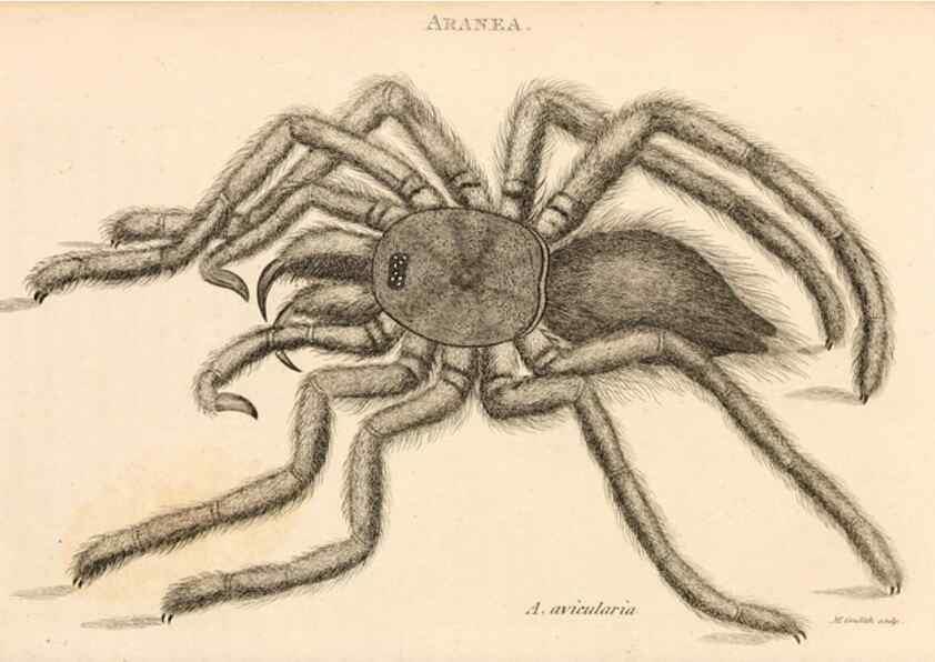 Reproducción/Reproduction 49830182532: General zoology, or Systematic natural history. London,Printed for G. Kearsley,1800-1826.. 