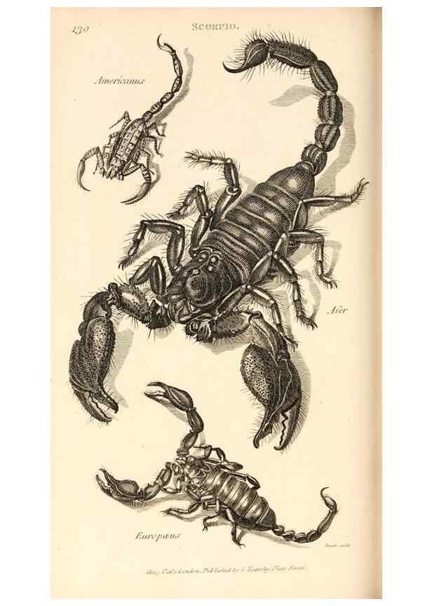 Reproducción/Reproduction 49829344428: General zoology, or Systematic natural history. London,Printed for G. Kearsley,1800-1826.. 