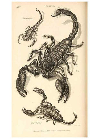 Reproducción/Reproduction 49829344428: General zoology, or Systematic natural history. London,Printed for G. Kearsley,1800-1826.. 