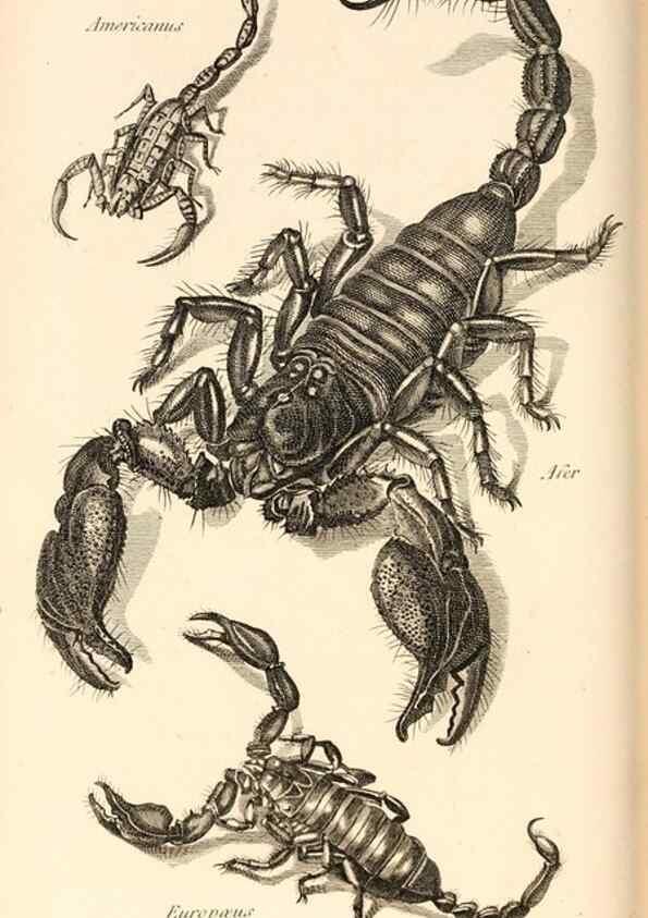 Reproducción/Reproduction 49829344428: General zoology, or Systematic natural history. London,Printed for G. Kearsley,1800-1826.. 