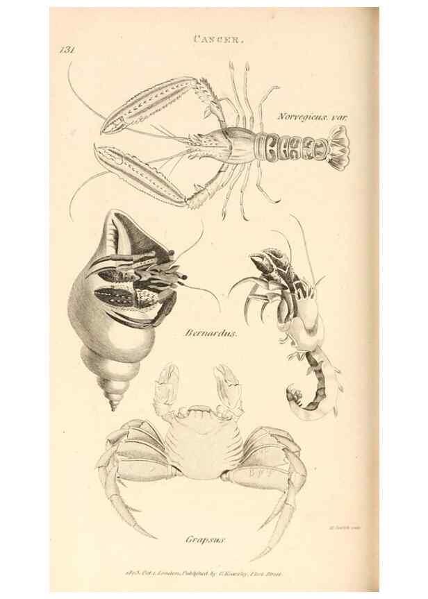 Reproducción/Reproduction 49829344833: General zoology, or Systematic natural history. London,Printed for G. Kearsley,1800-1826.. 