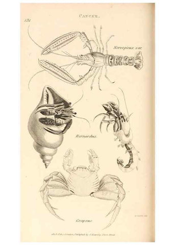 Reproducción/Reproduction 49829344833: General zoology, or Systematic natural history. London,Printed for G. Kearsley,1800-1826.. 